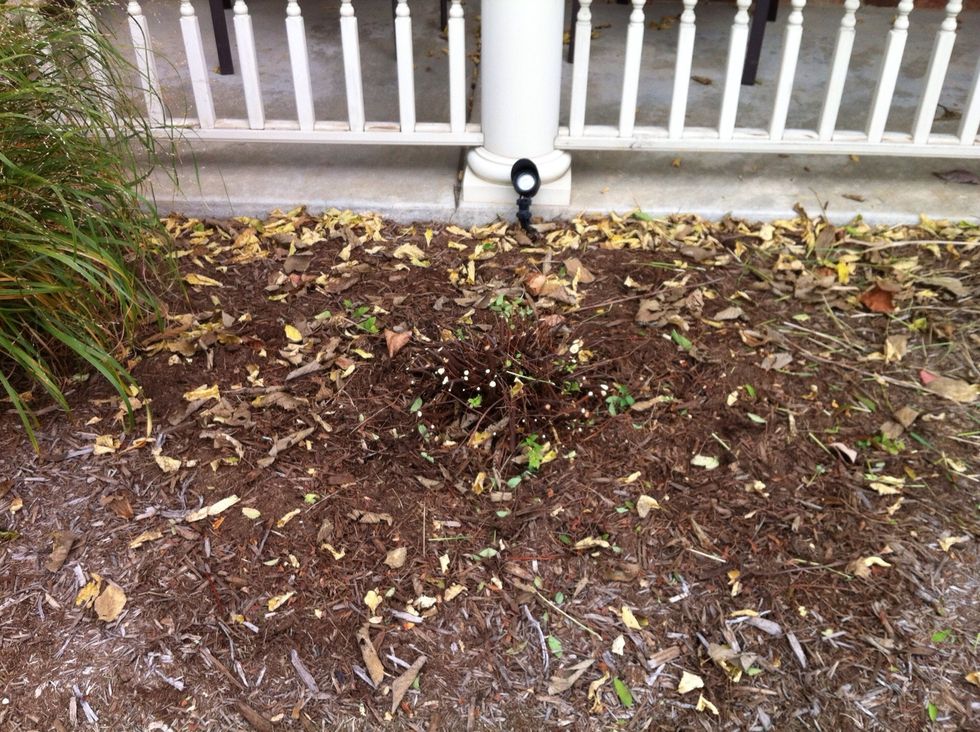 Using hand pruners and pruning shears, cut the entire shrub back to about 6" in height. This is usually done in the fall so they can overwinter properly. Don't be afraid!