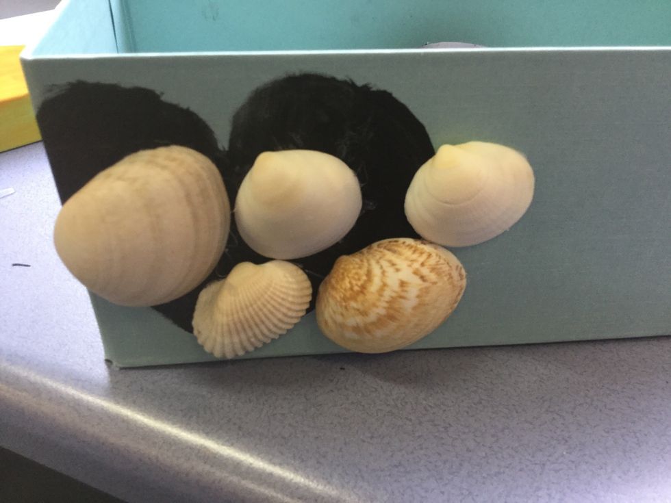Using other shells, decorate the sides of your box.I painted black on the box before gluing the shells down so that they stand out.