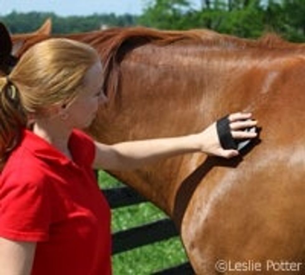 Using the curry comb, firmly rub the horse in circles. Don't worry about hurting the horse, it feels just like a massage to them. The goal of this step is to loosen up dirt and bring it to the top.