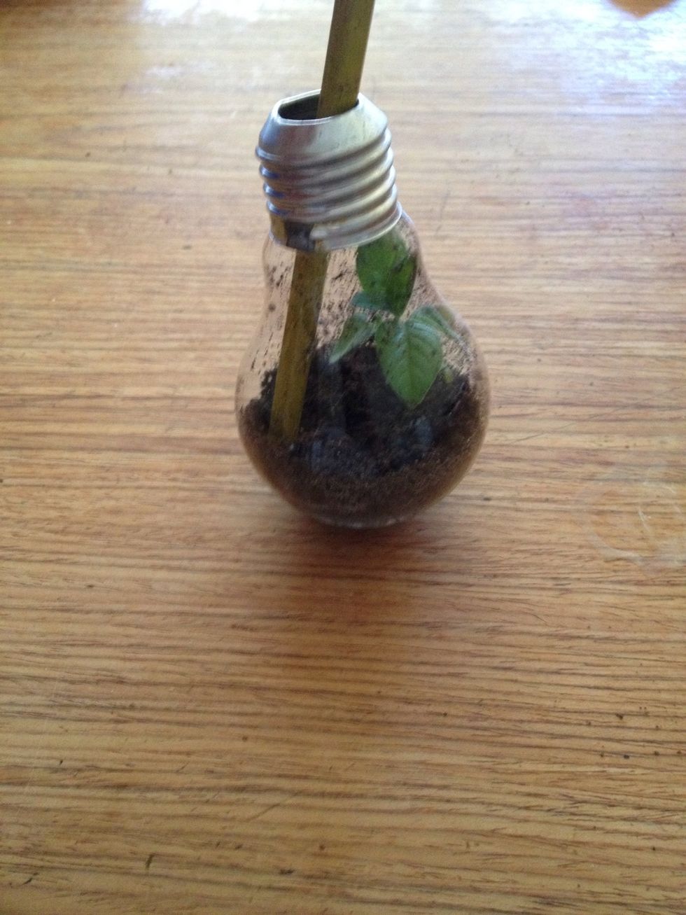 Using the tweezers or your finger, place the plant inside the lightbulb and press down on the soil surrounding the base.