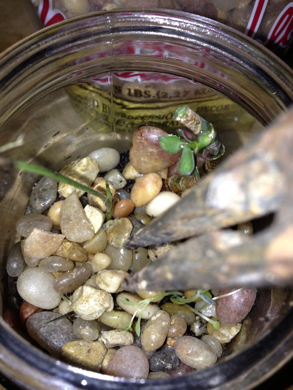 Using tweezers, plant the baby plants. I used 3 varieties, all shoots from another terrarium. Add water.
