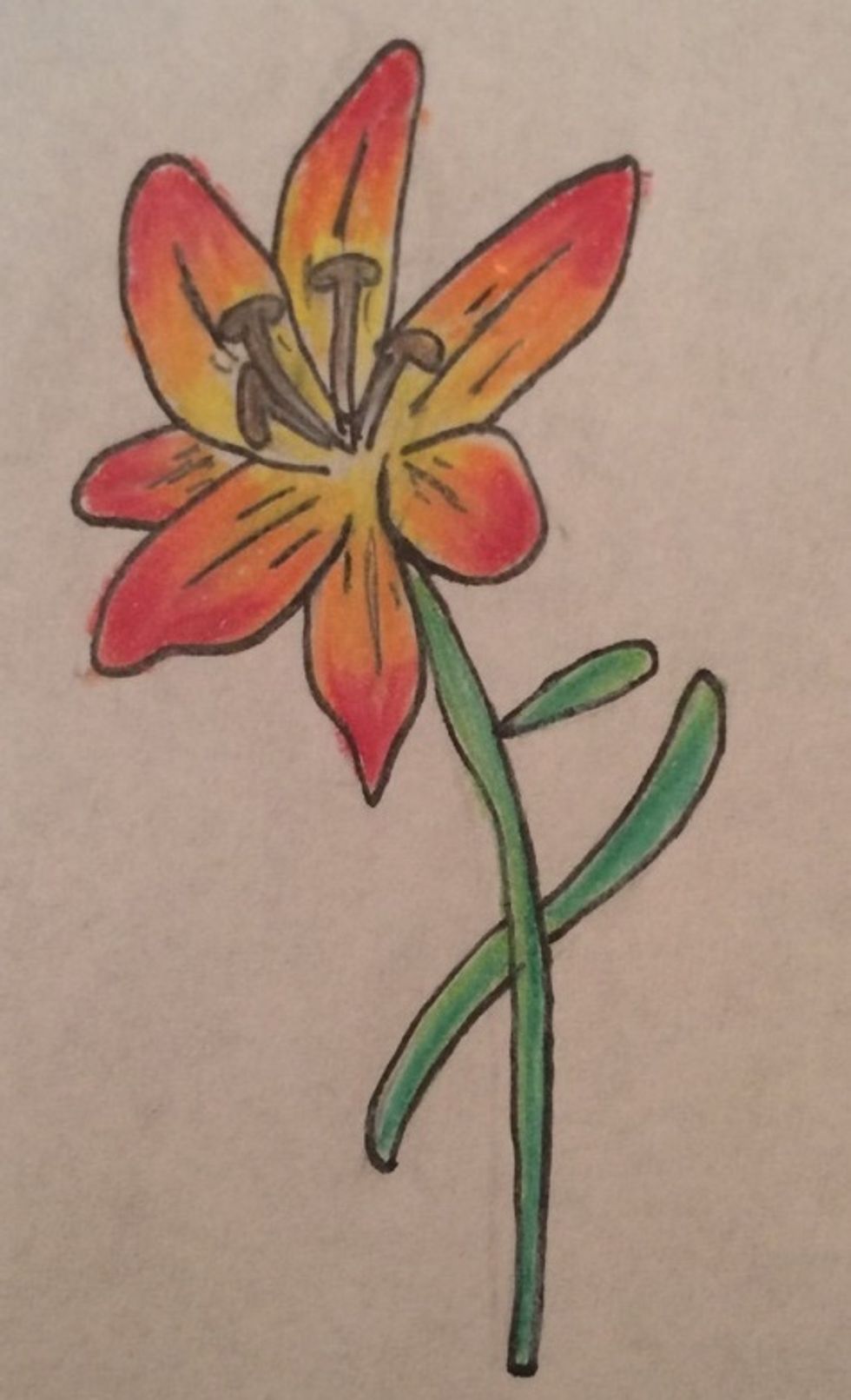 Using your color pencils, you now draw the Lily of however color you want!