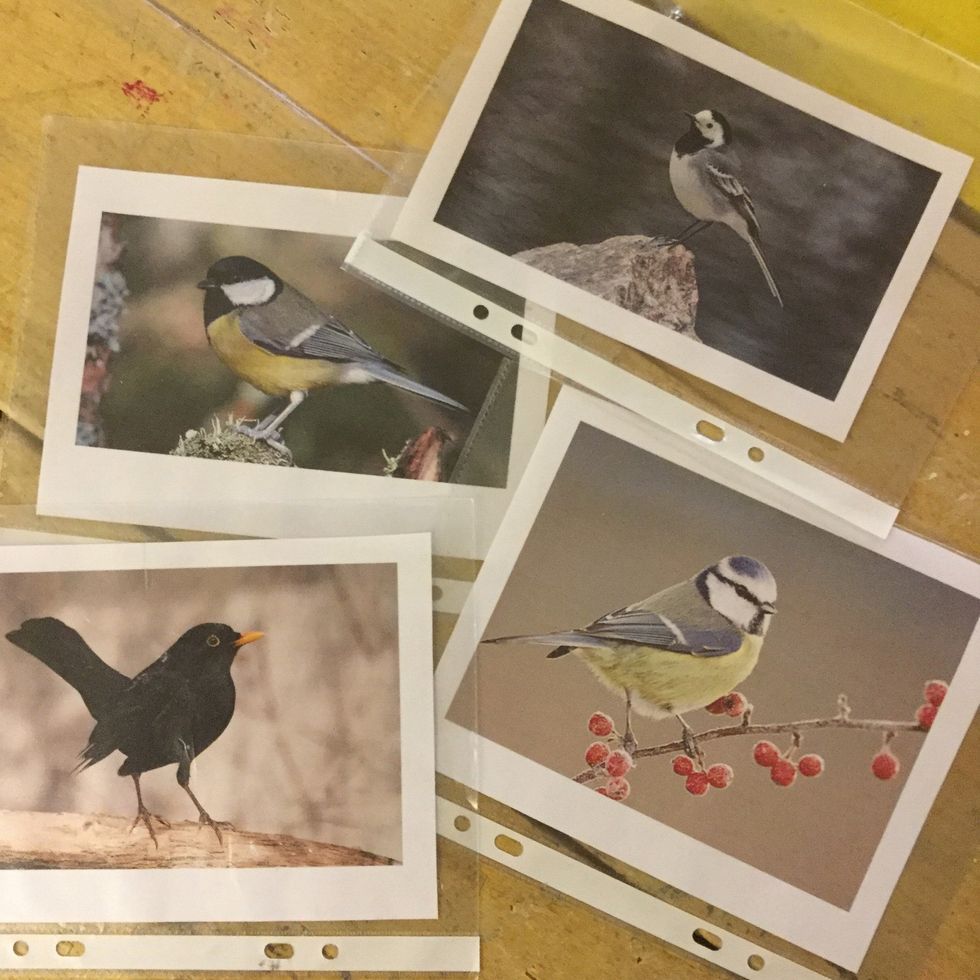 V\u00e4lj en av f\u00e5glarna p\u00e5 fotografierna.