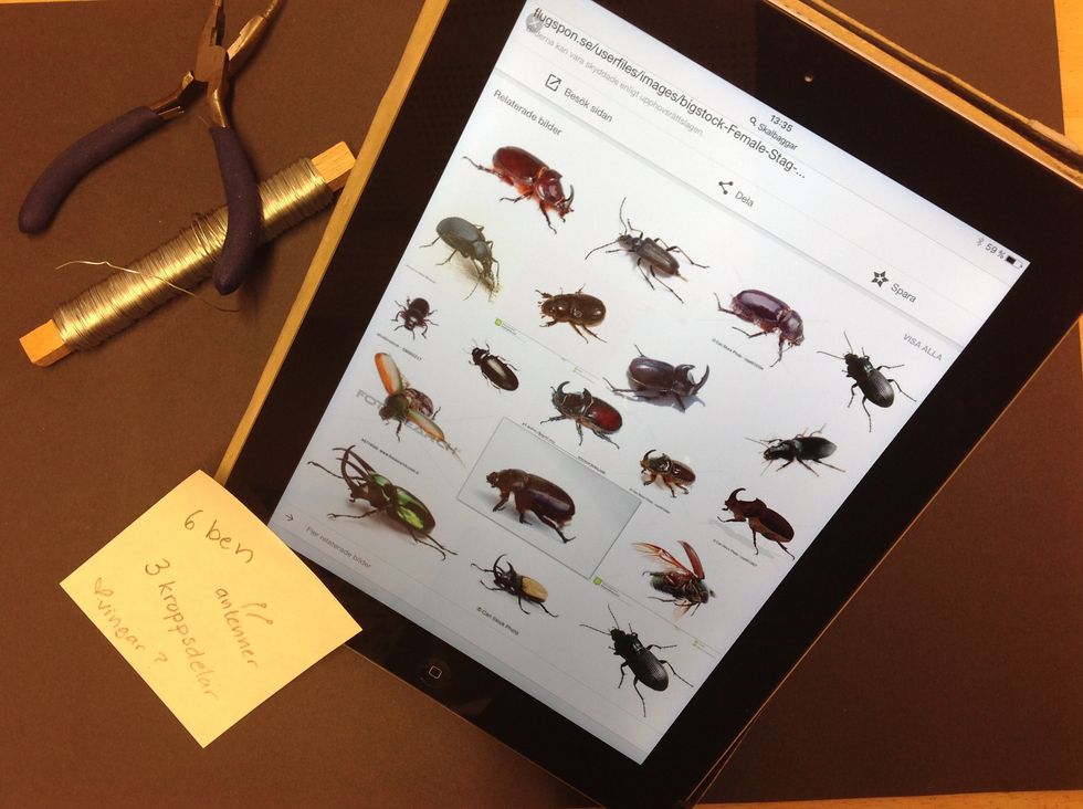 Vad \u00e4r typiskt f\u00f6r en insekt? Leta upp en bild p\u00e5 internet.