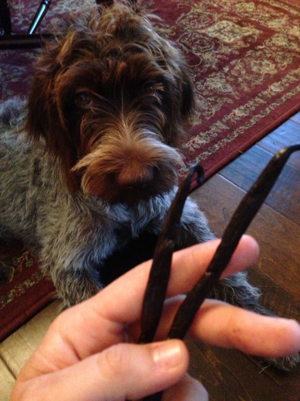 Vanilla bean flavor info: Madagascar Vanilla Beans = silky smooth, rich, and creamy. Mexican vanilla beans = smokey and intense. Monster wants beef sticks. She's so disappointed in me.