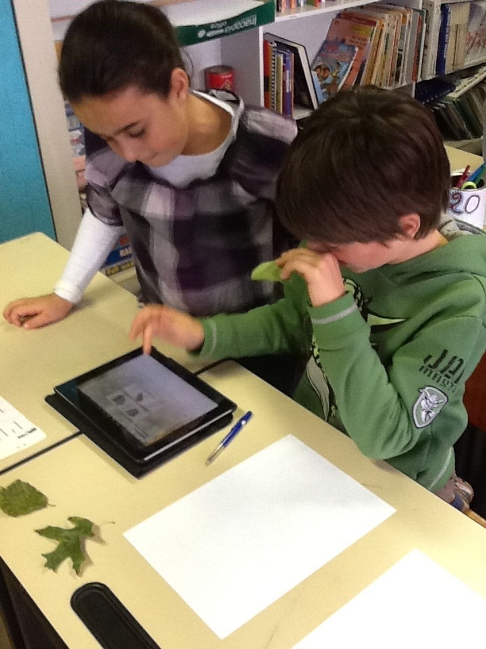 Veernervig of handnervig