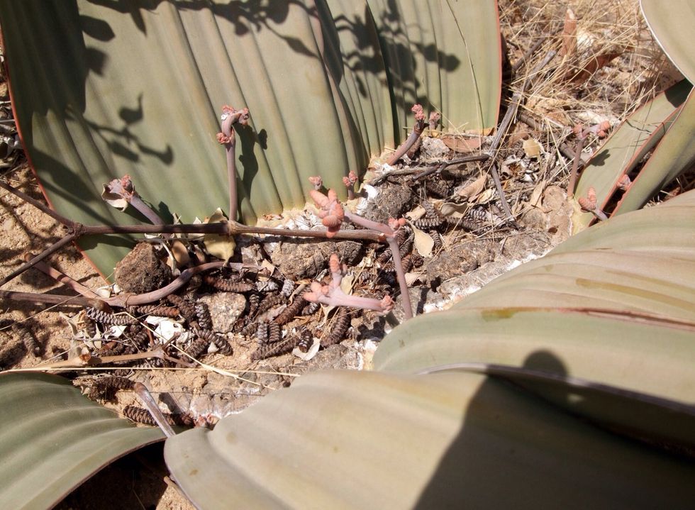 Very old weeds?