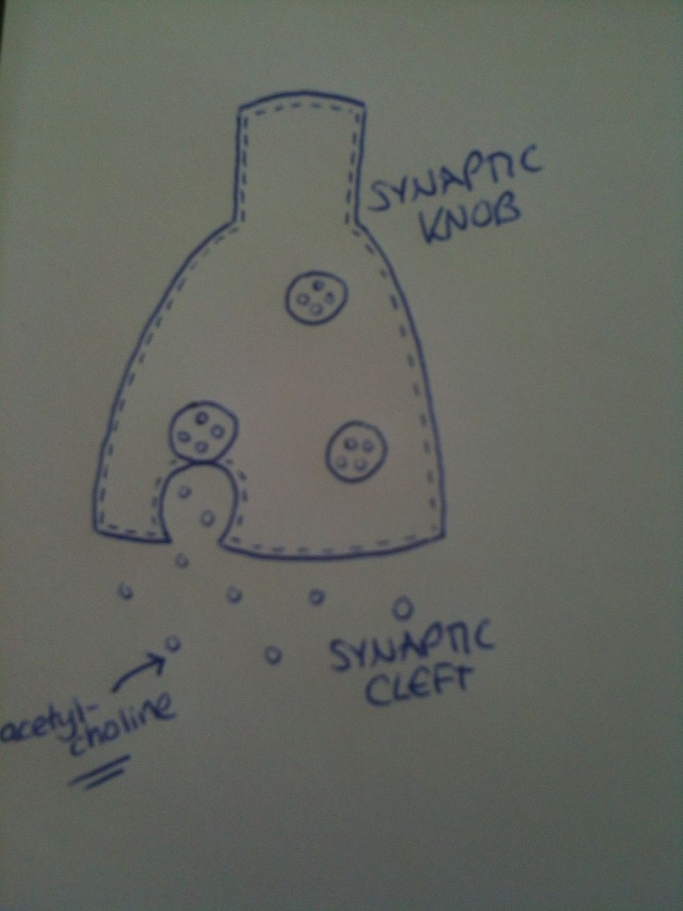 Vesicles in the synaptic knob merge with the pre-synaptic membrane, and transmitter molecules such as acetylcholine are secreted into the cleft.