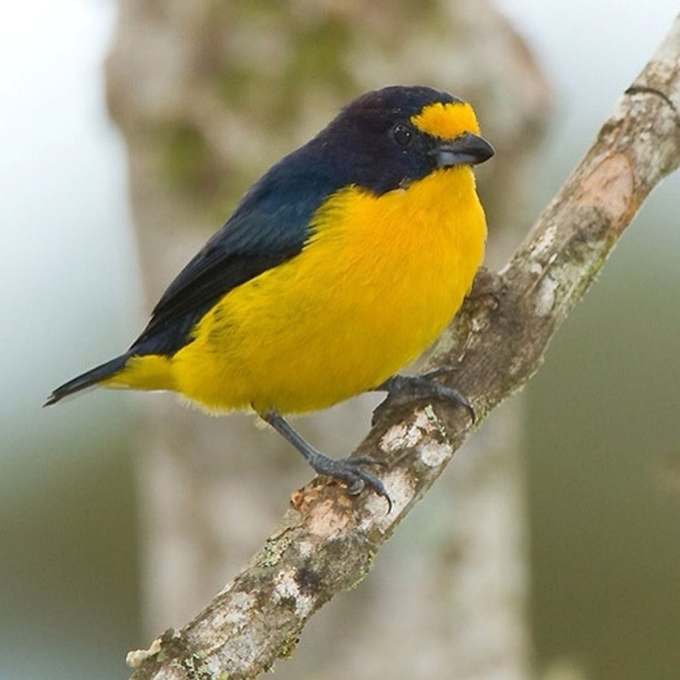 Violaceous Euphonia