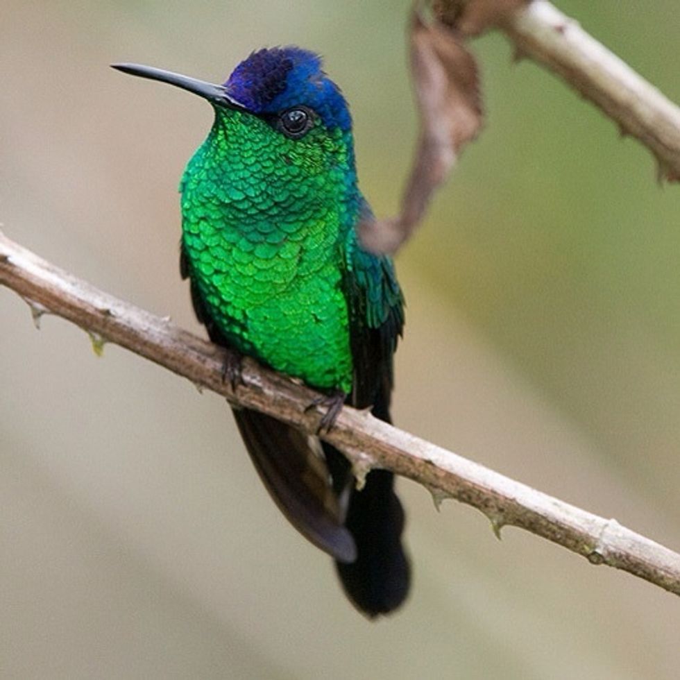 Violet-capped Woodnymph