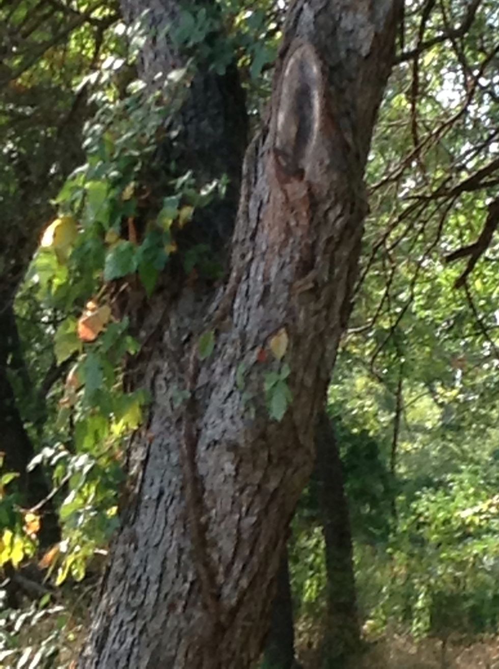 Virginia creepers are magnificent creachers!