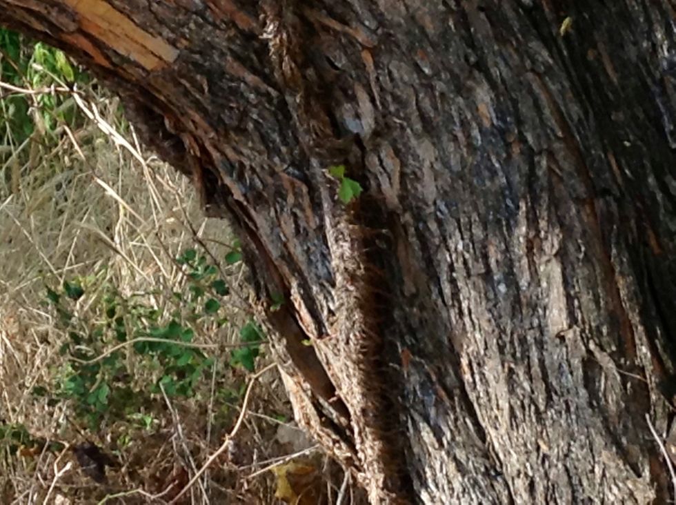 Virginia creepers (day1).My teacher said "everybody look at the Virginia creepers".