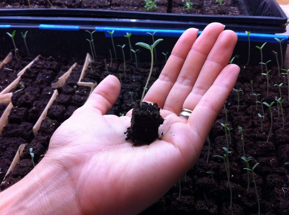 Voila' - you brought a seed to life & it will reward you with food & more seeds to share with the world. You can place smaller cubes into larger Ladbrooke cubes (or small containers) before planting.