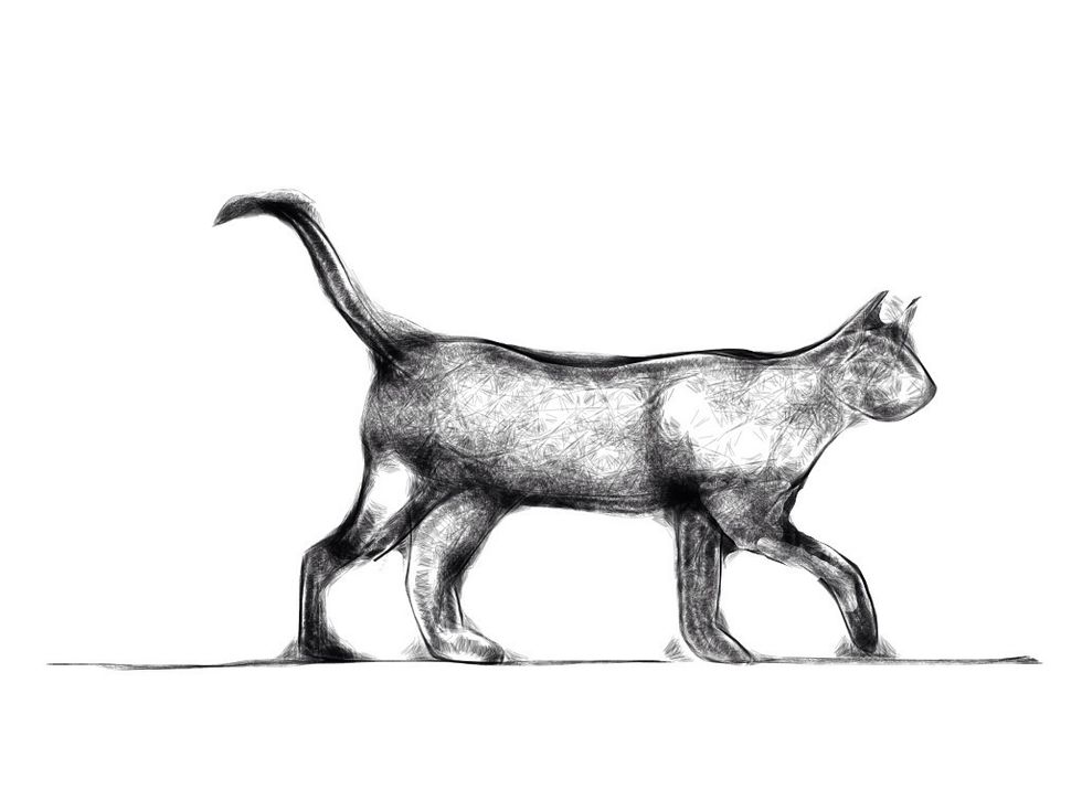 Walking Like a Cat however is not about imitating the purring, mouse-slaying, rubbish-rummaging qualities of our feline friends, but rather the elegant and focused gait of their movement.