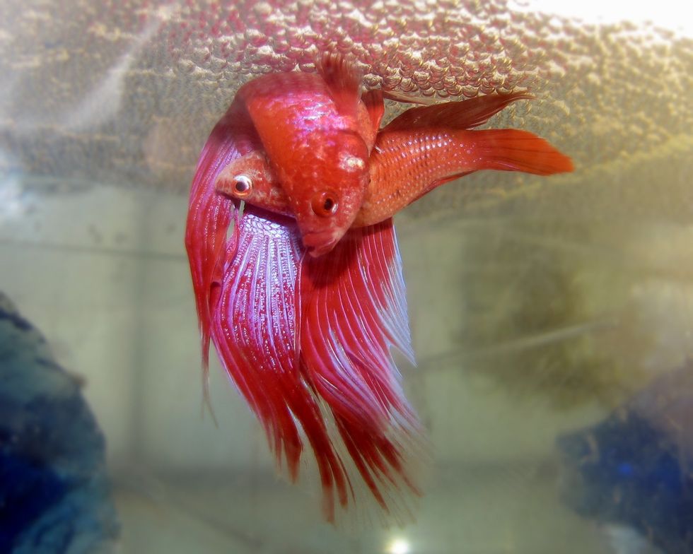 WARNING: Do not put two Betta's in the same tank or they will start fighting each other.