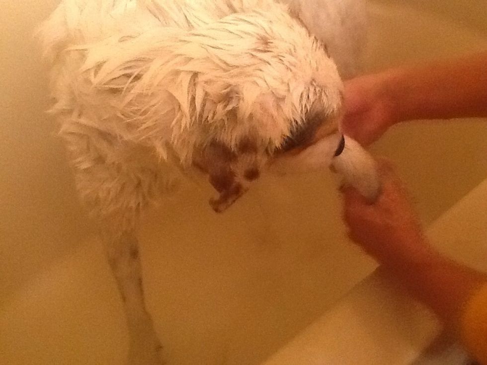 Wash his paws and legs...