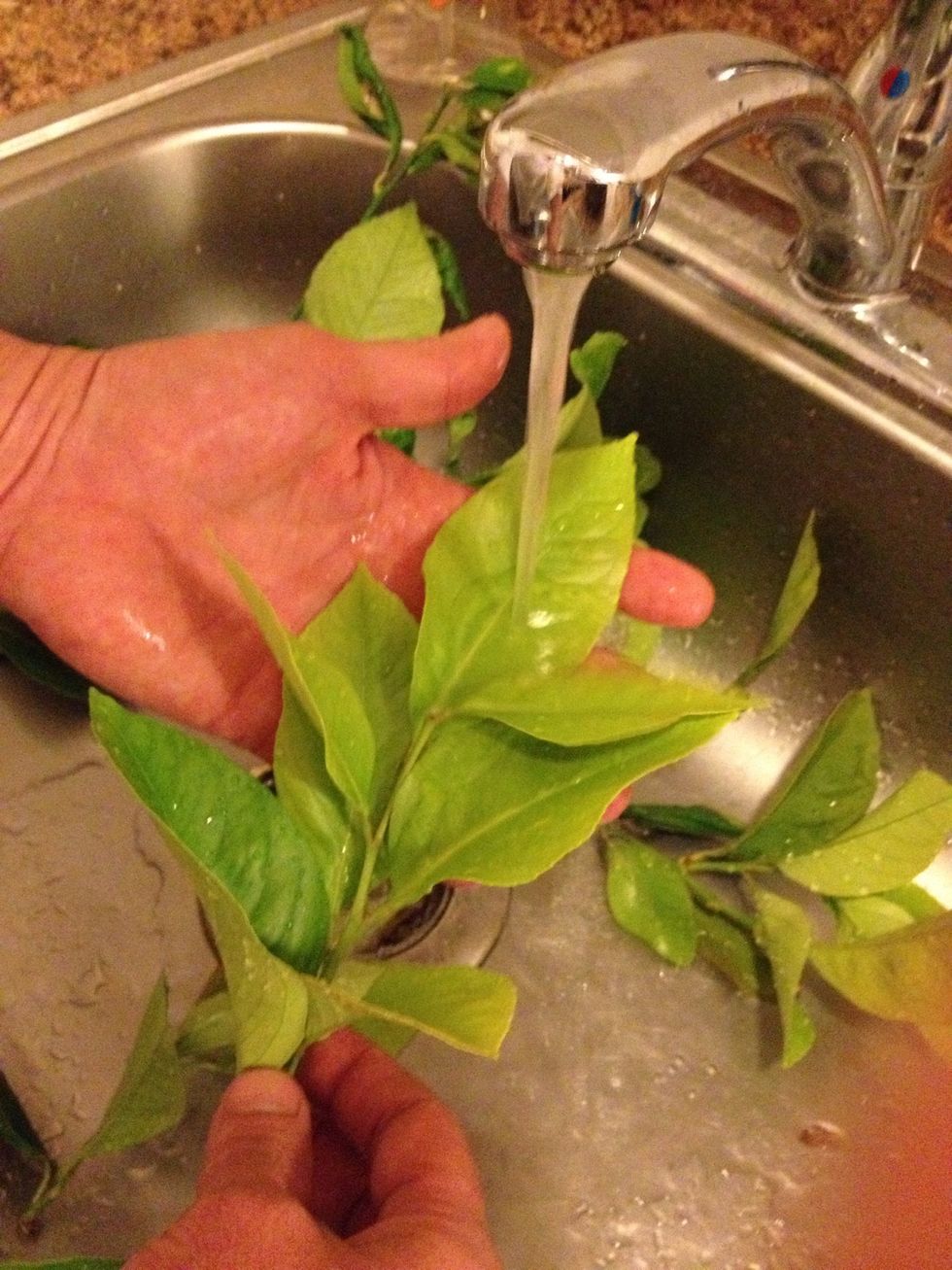 Wash the lemon leaves thoroughly