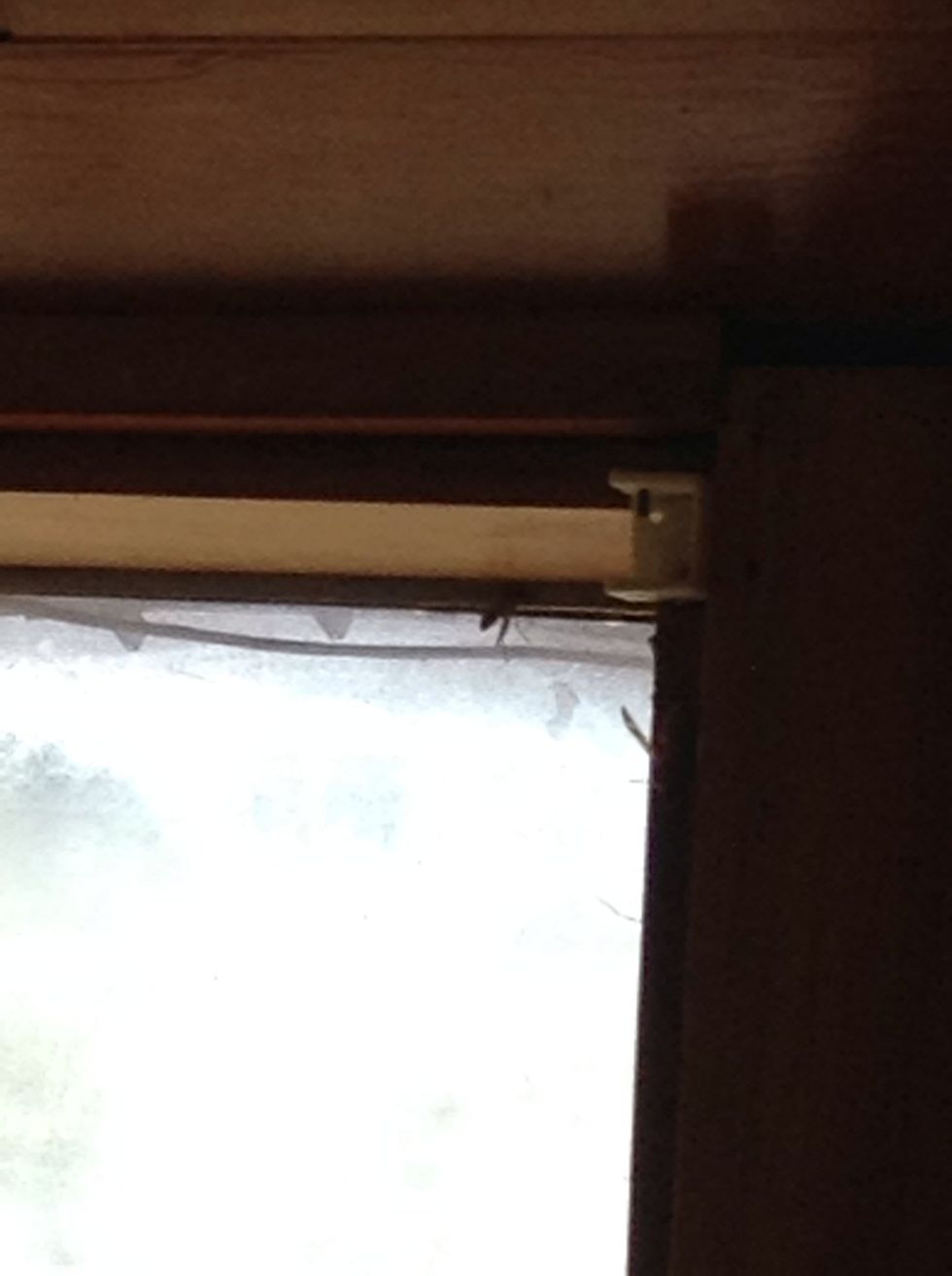 Wasps find there way throw the small hole in the widow. I wounded why wasps sting us even if we don't mess with them?