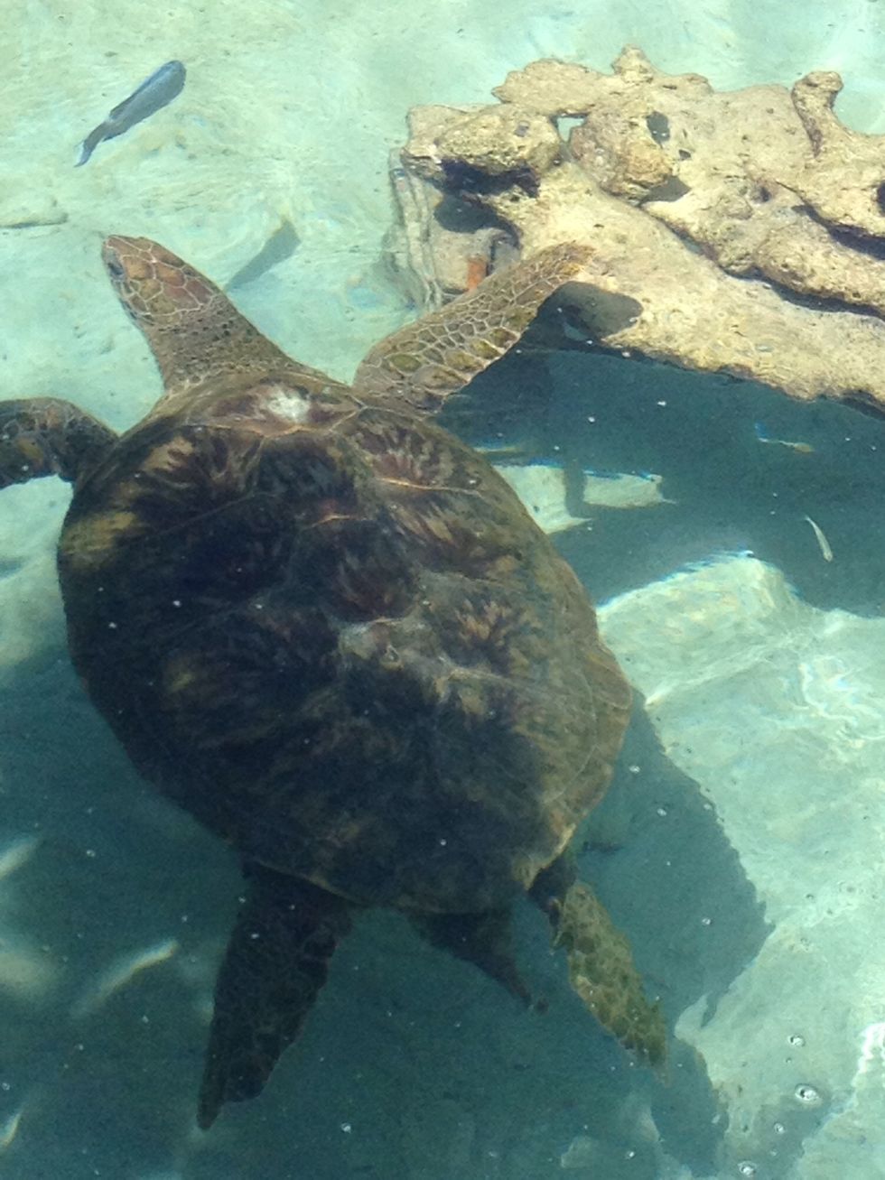 Watch out for endangered marine life.