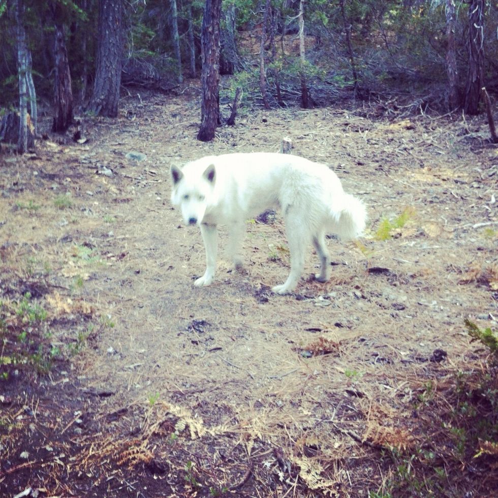 watch out for wolves son!