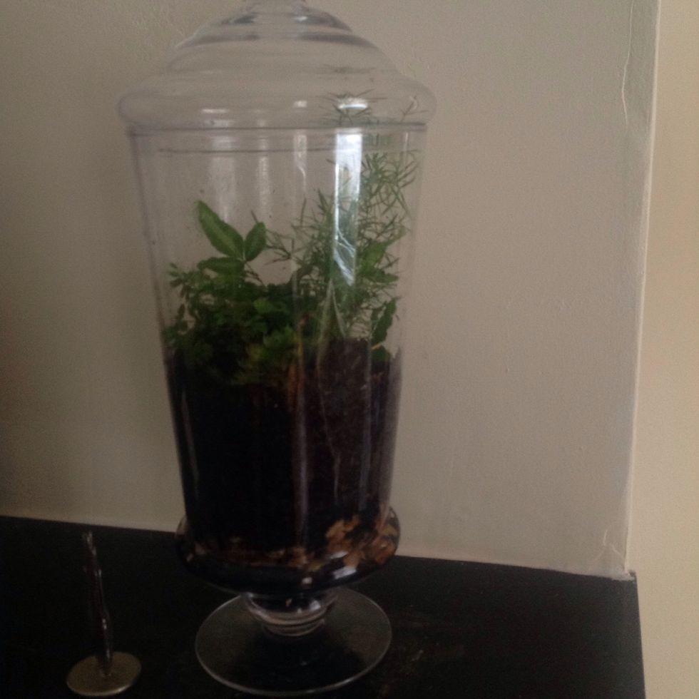 Water a little, cover and check in a few hours. Some condensation on the inside of the glass is normal. If you think you watered it too much, you can leave the lid off for a day or so.