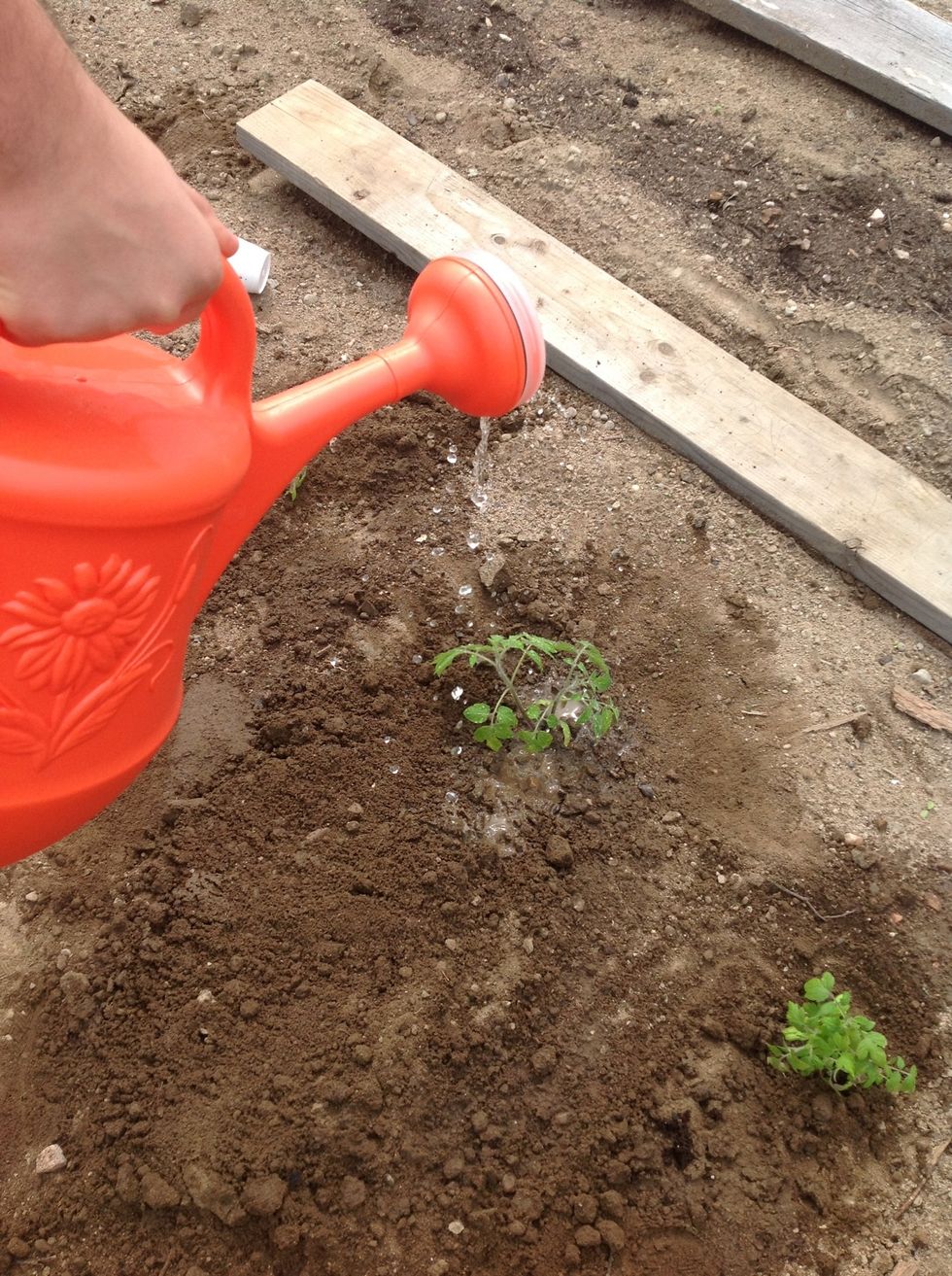 Water the tomato plants once they have been planted.