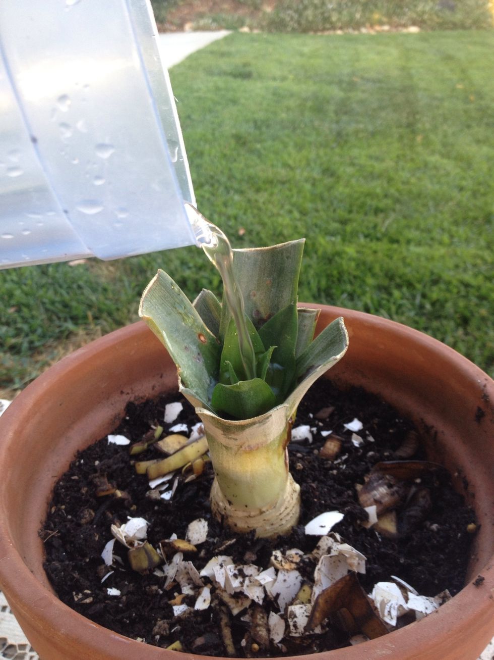 Water your plant from the top, the water will gradually make it's way to the roots