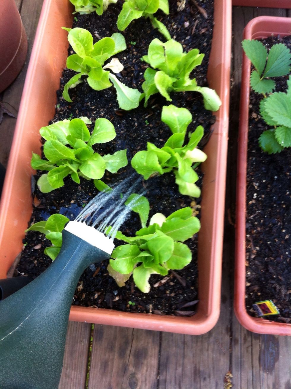 Water your plants regularly. But don't overwater. Check the weather and don't water on rainy days. Nature's water is better than tap!