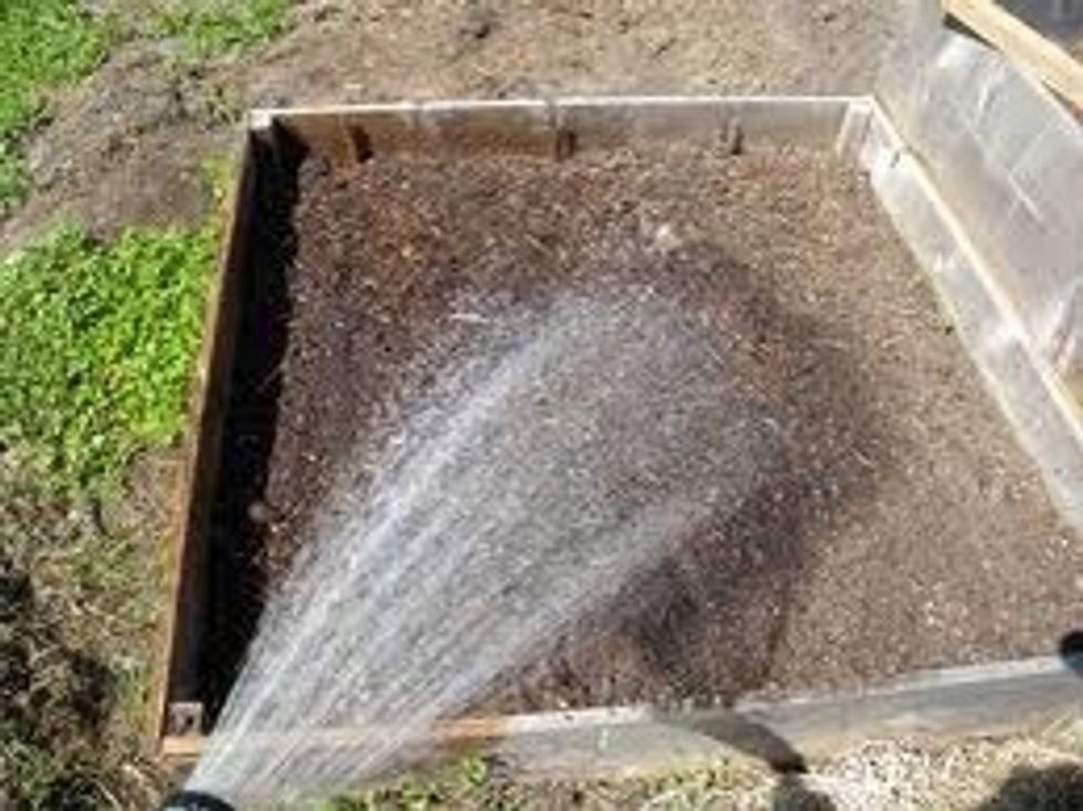 Water your potatoes 1-2 inches (2.5-5cm) of water per week