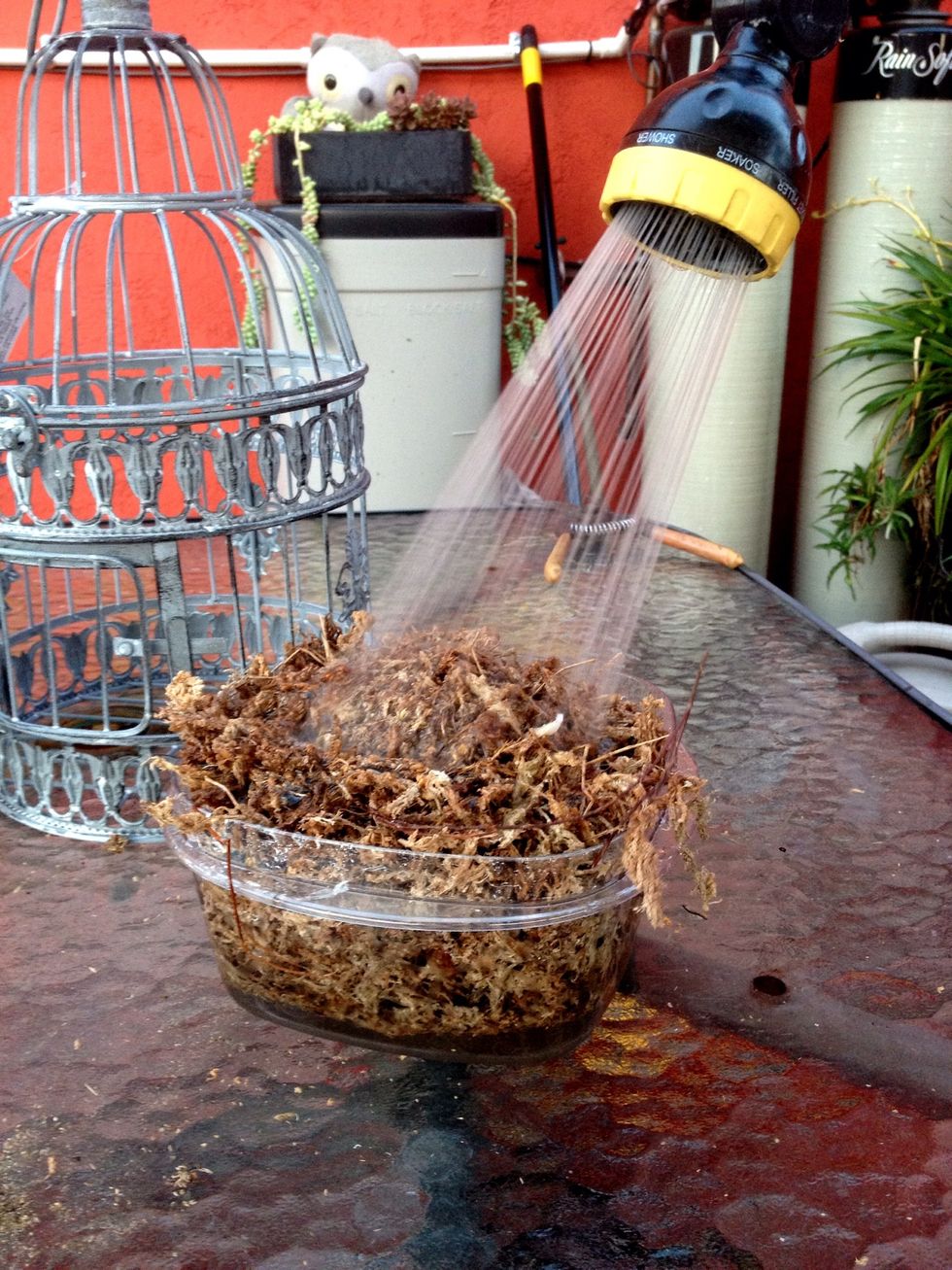 Water your sphagnum moss.