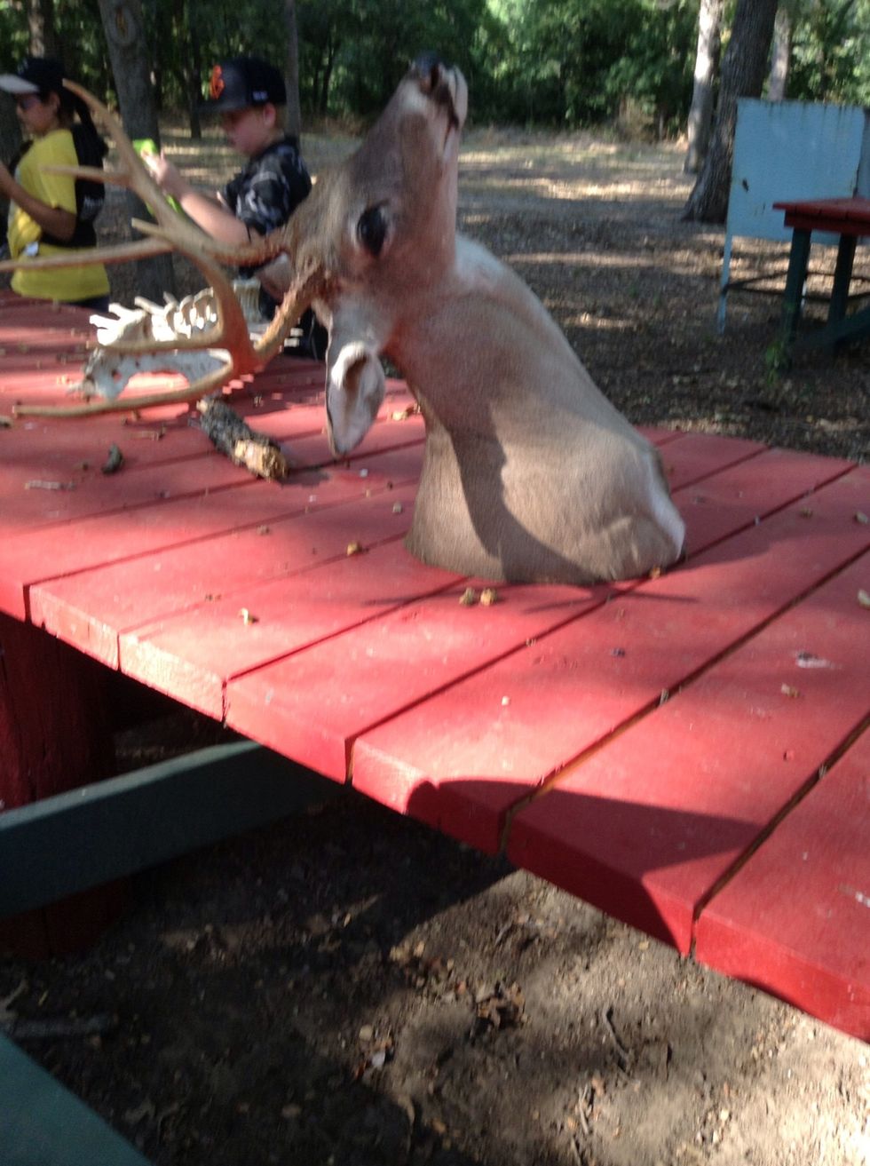 We all saw a bunch of animal skins and skulls! This is one of my favorites!