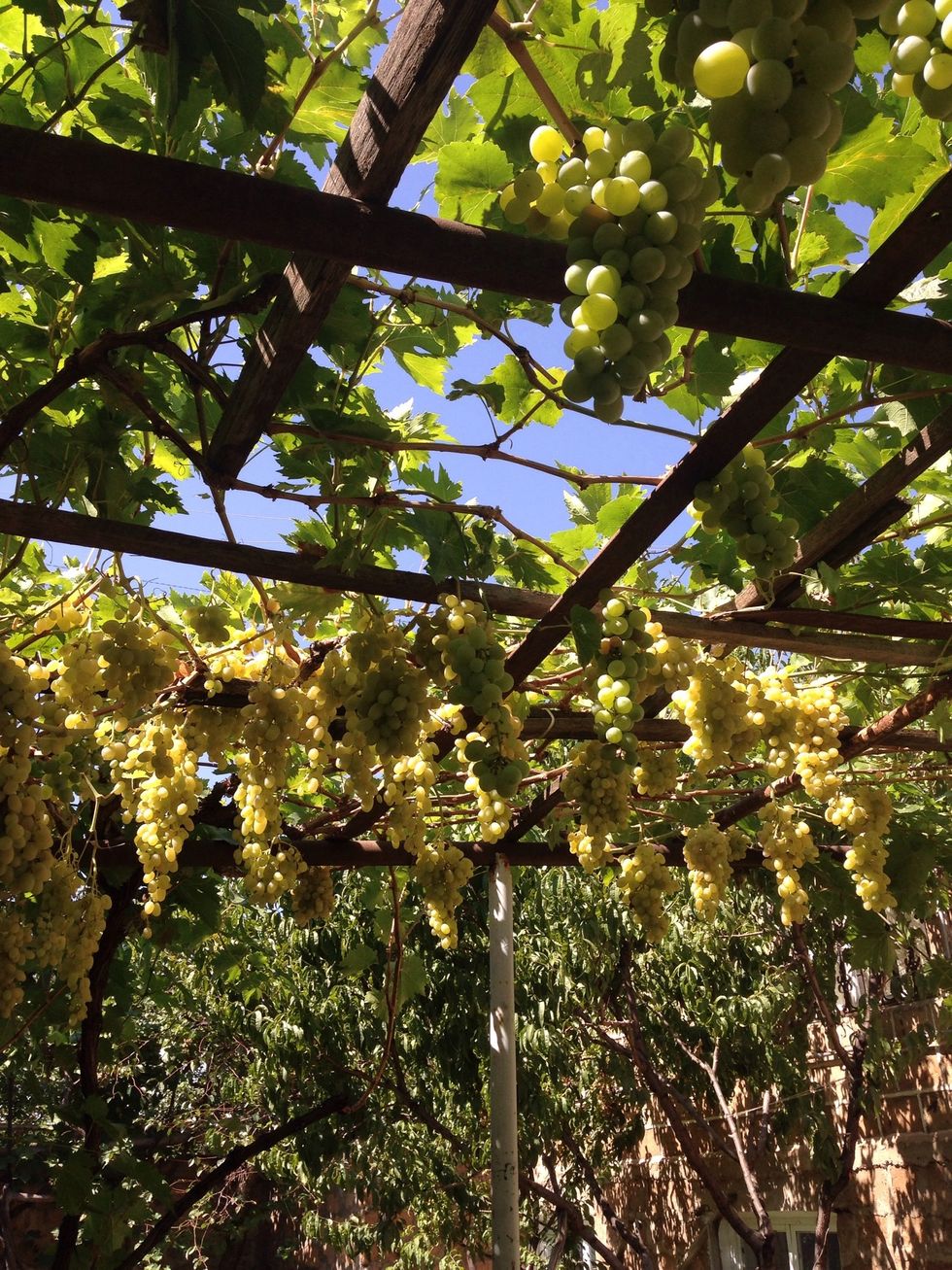 We also have grapes tree, and the fruit is very sweet and delicious