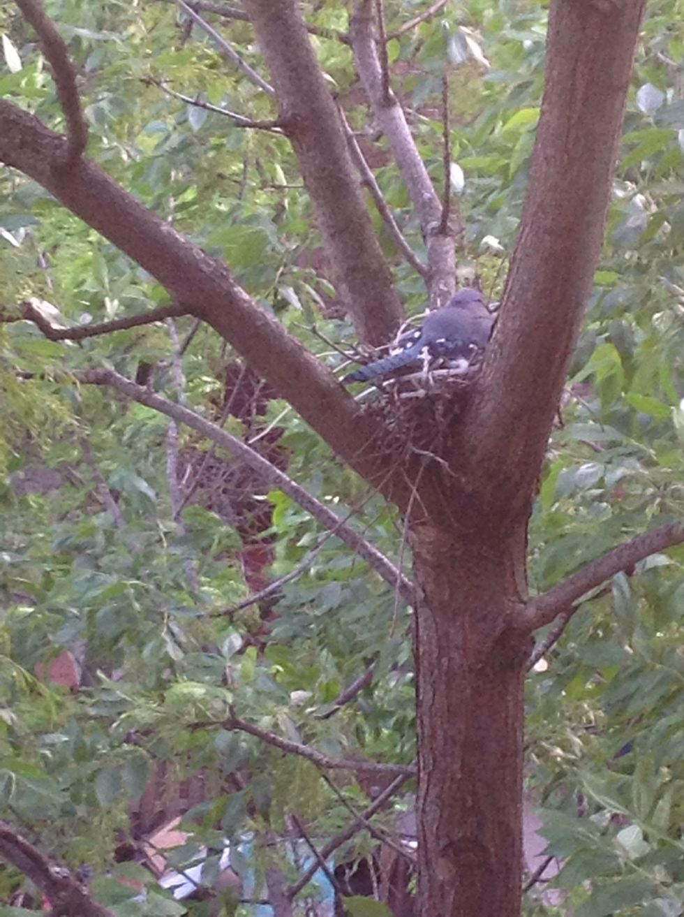 We enjoyed these on his patio next to the blue jay in her nest!