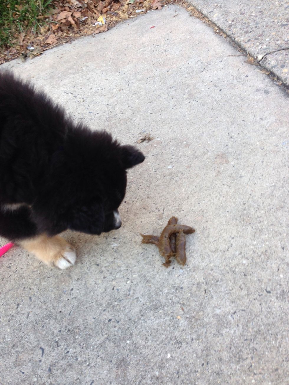 We even gave him praise when he did go outside. Yey poopies!