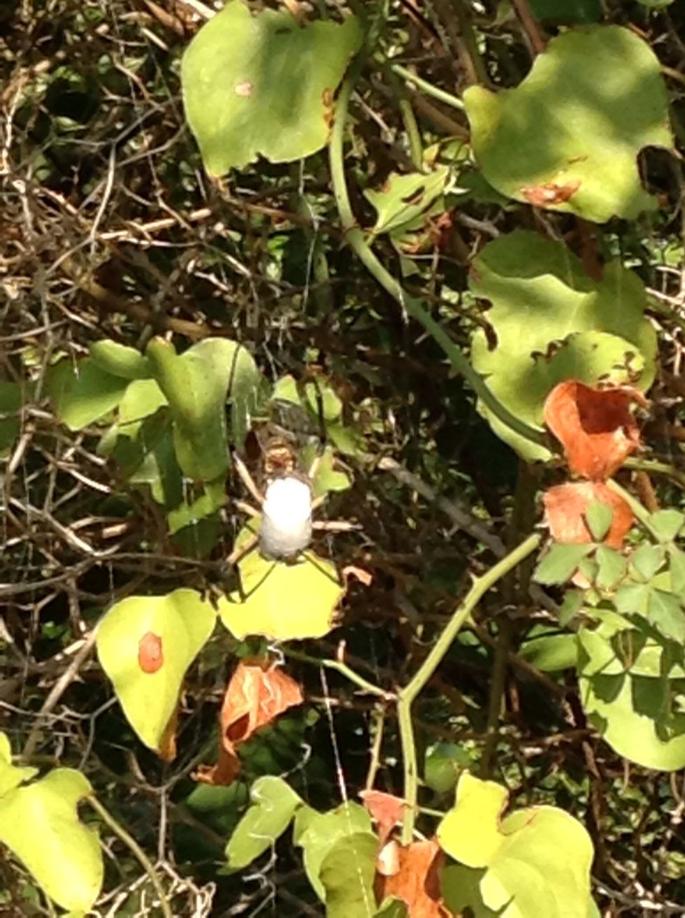 We found a big spider at the OLC eating its food.