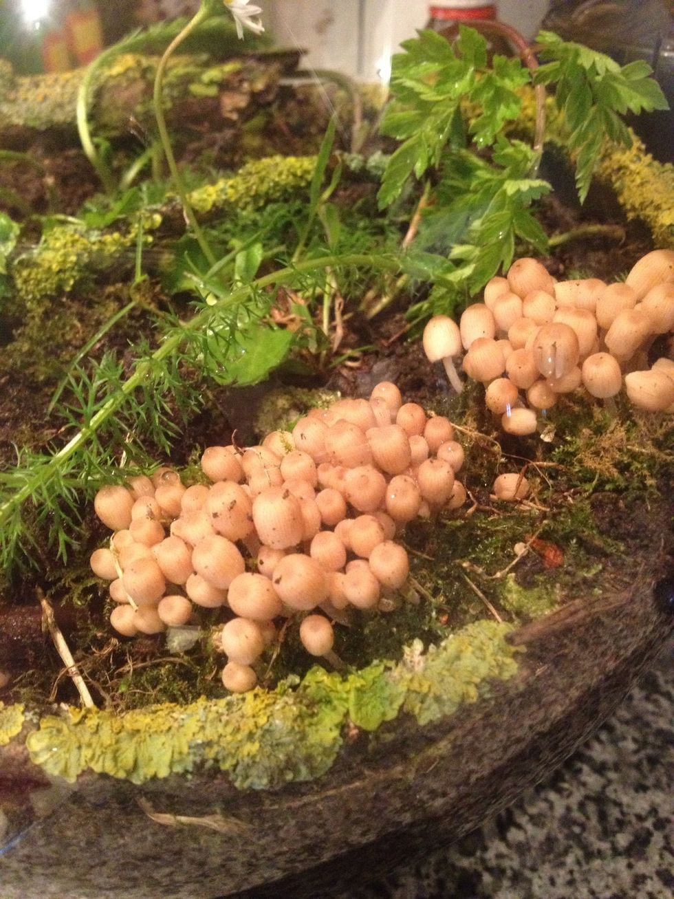 We found some mushrooms, don't let your kids touch/ eat wild mushrooms without knowing first if they are poisonous or safe to eat. Not sure if these are or aren't.
