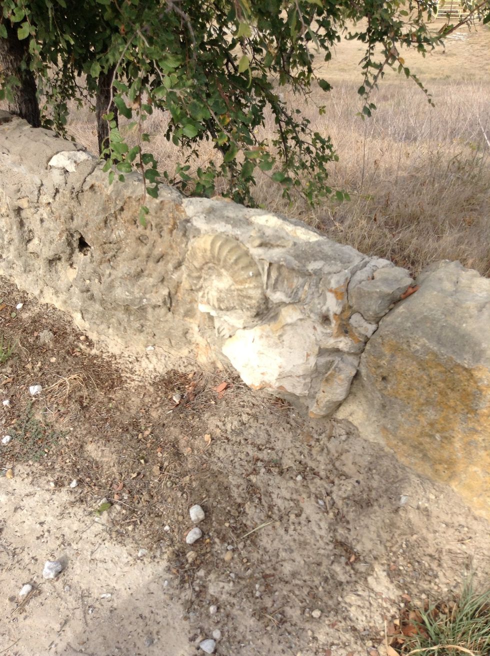 We found tons of fossils around the OLC!