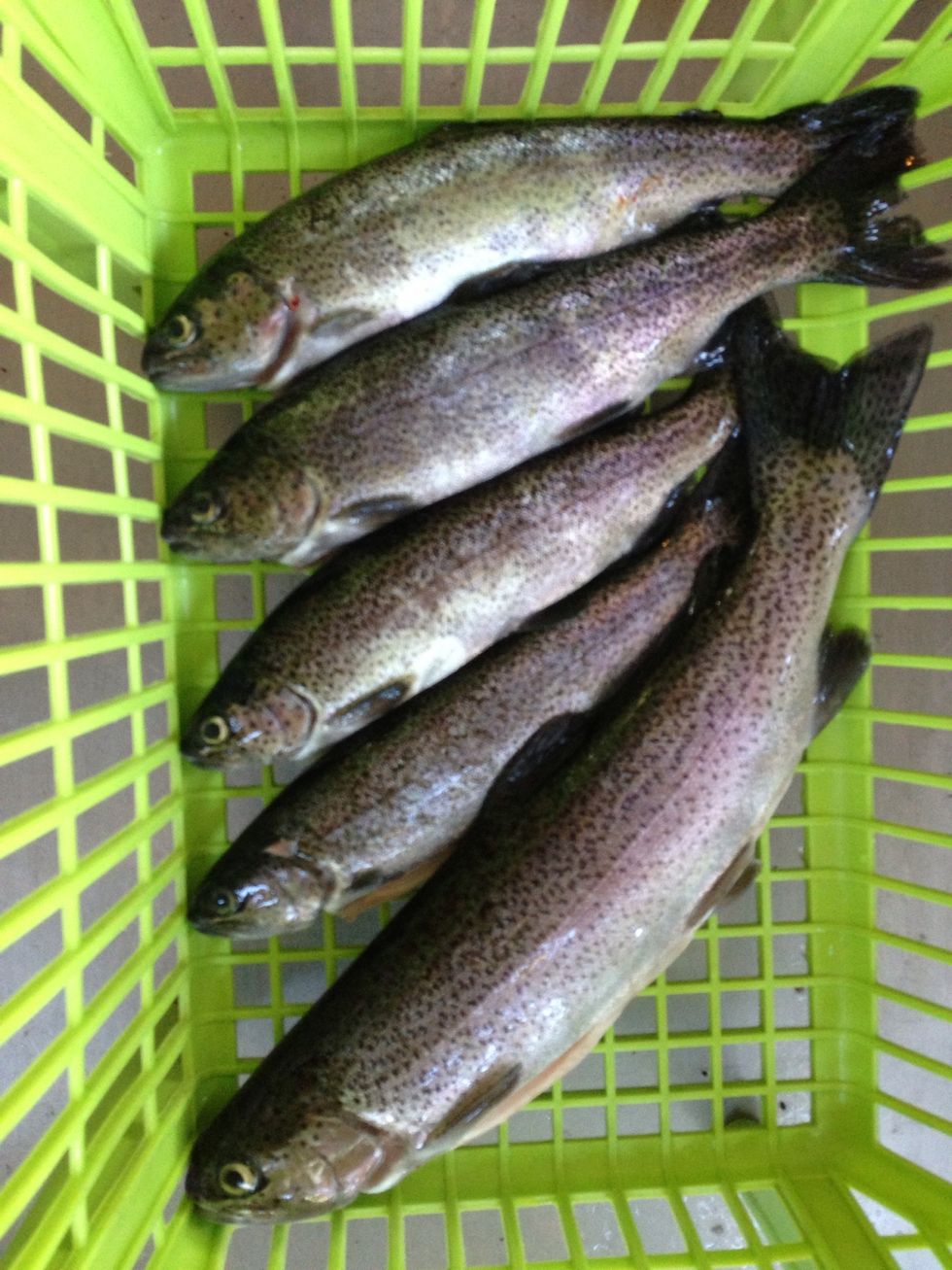 We got 4 more! One was almost 15 inches! Any size is fine though. :)