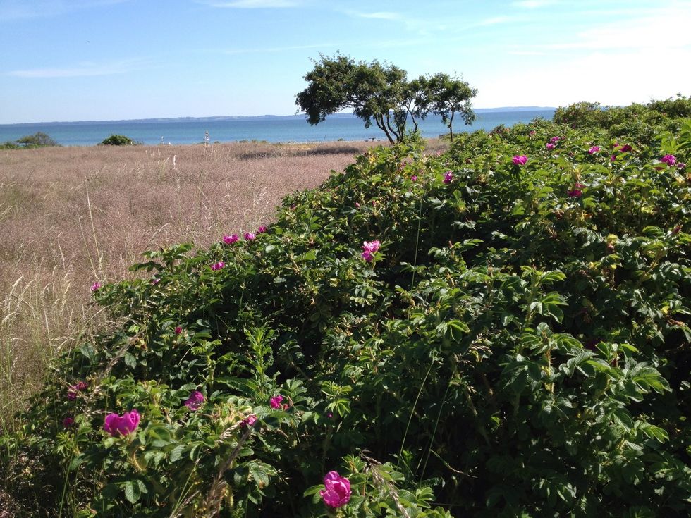 We have this wild roses at our summerhouse. I use the rose hip in the autumn for jam and the petals in the summer for jelly or in vinegar for salat dressing.