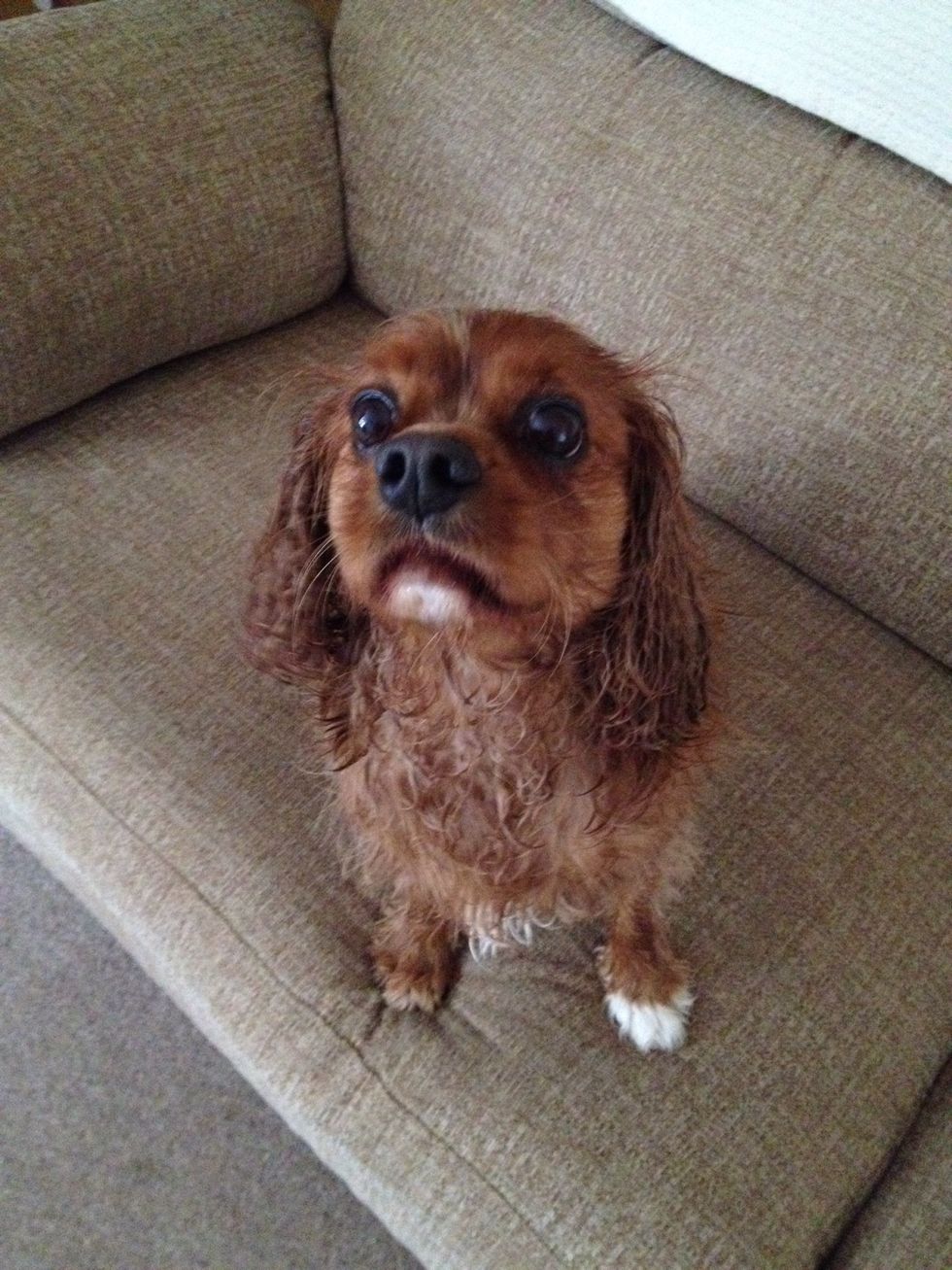 We hoped this helped! Remember that puppies grasp things at different speeds, so be patient and you'll have an accident free home! Thanks so much for reading and good luck. From myself and Rusty.