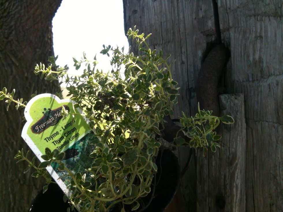We hung the first pail of herbs.
