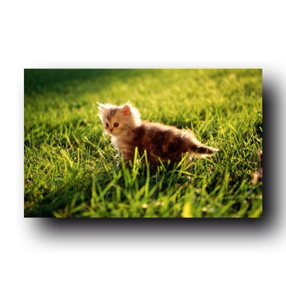 We'll show you how to easily create this effect where it looks like your photo jumps off the page.