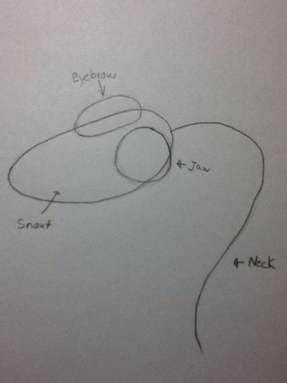 We're going to build the dragon head with 4 basic parts; the cheek/jaw, the eye ridge, the snout, and the neck. Start by bubbling in these basic shapes for a side view, the easiest view to pull off.