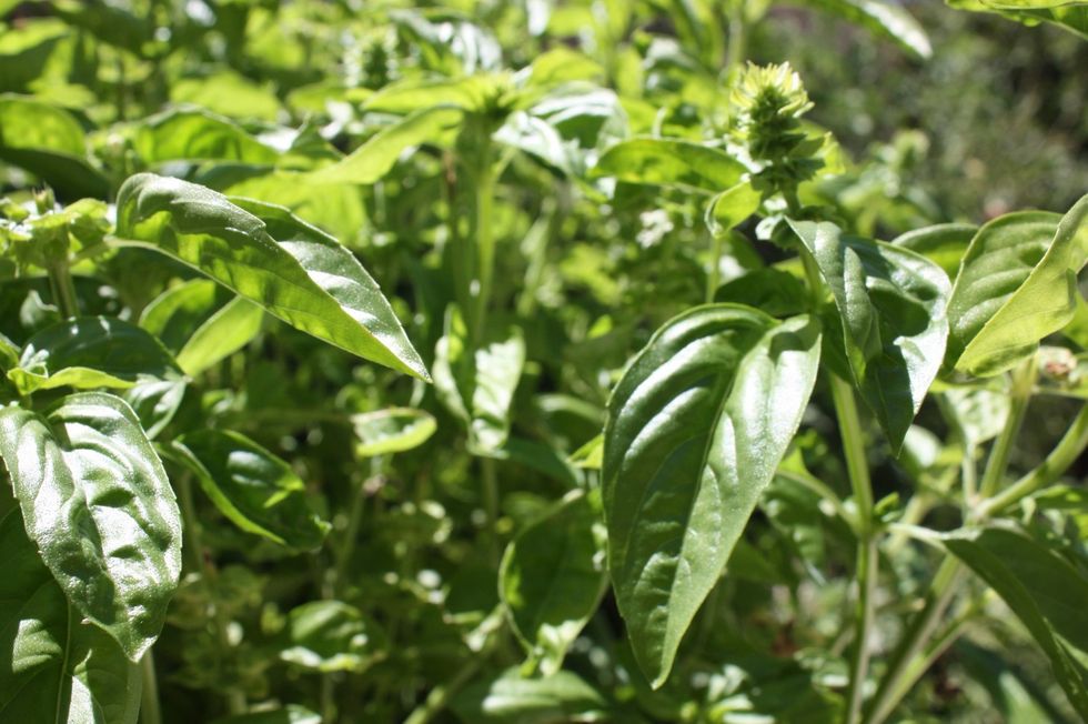 We're going to start with the basil sugar. Go out and pick a large handful of fresh basil, or buy some at the store if you don't have any in your garden.