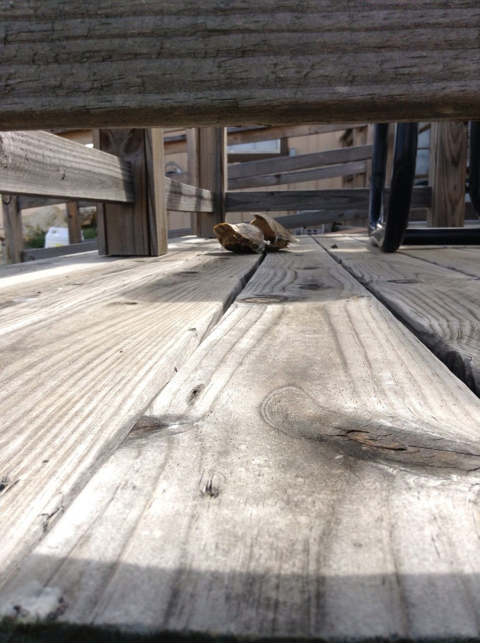 We saw a broken turtle shell! It was beautiful!