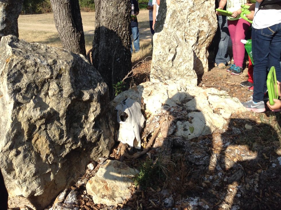 We saw a skull of a animal on the ground.