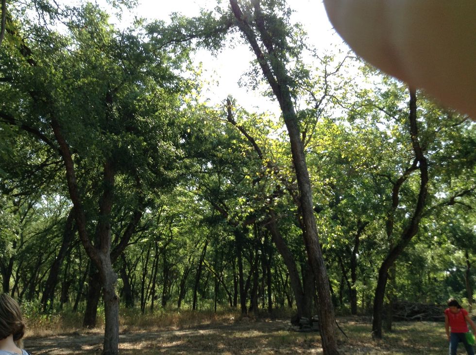 We saw these amazing canopy trees!