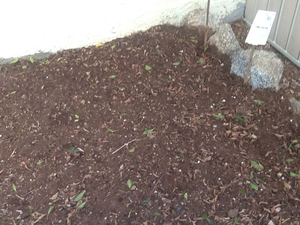 We started last year and this is were we had the composter.   We will grow great vegetables here this year.