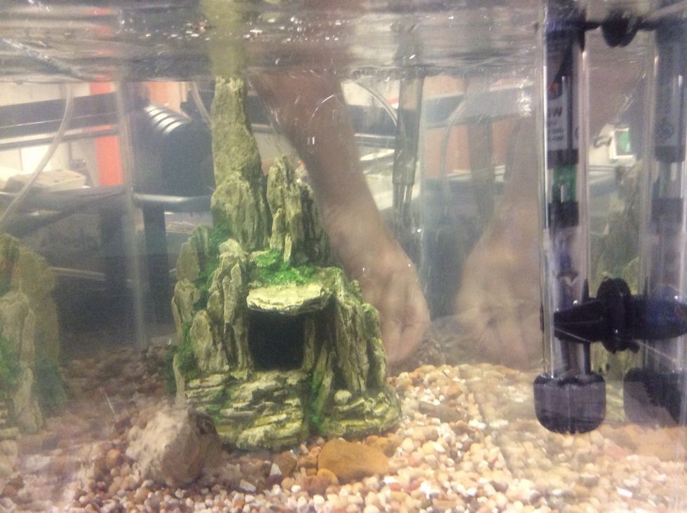 We then buried an air pump under some rocks to keep it hidden. We used a Tetra whisper UL air pump for aquariums. One for a 10 gallon tank!
