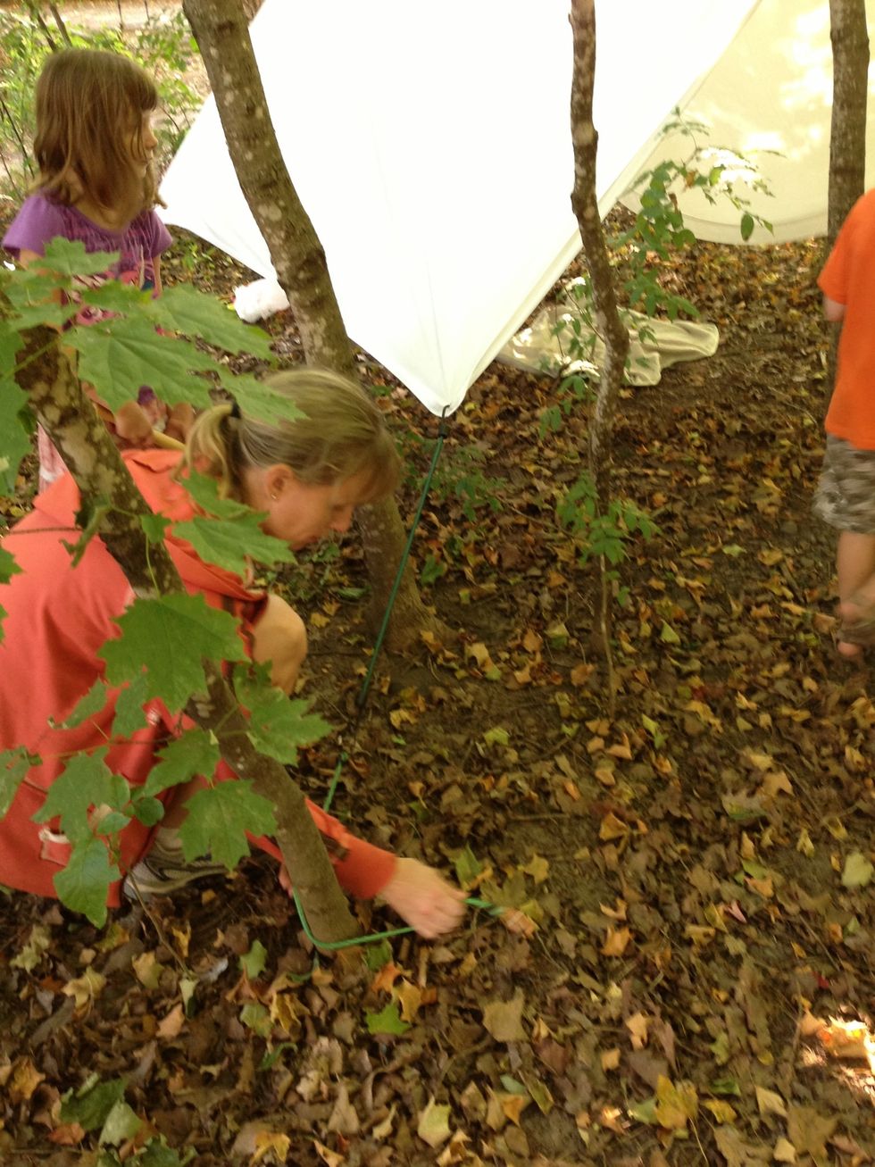We used both trees and tent stakes to secure the tent with the bungee cords.